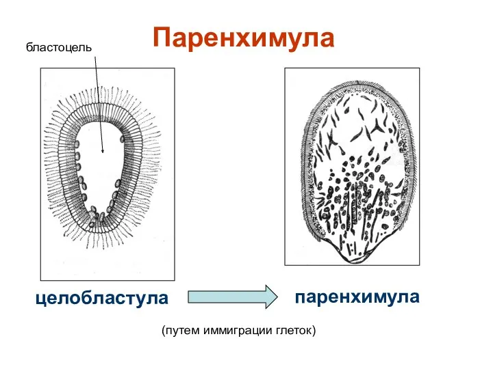 Паренхимула целобластула паренхимула бластоцель (путем иммиграции глеток)