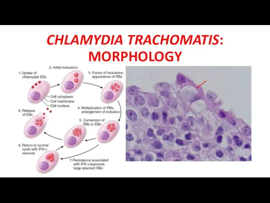 CHLAMYDIA TRACHOMATIS: MORPHOLOGY