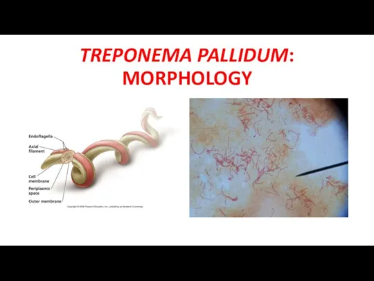 TREPONEMA PALLIDUM: MORPHOLOGY
