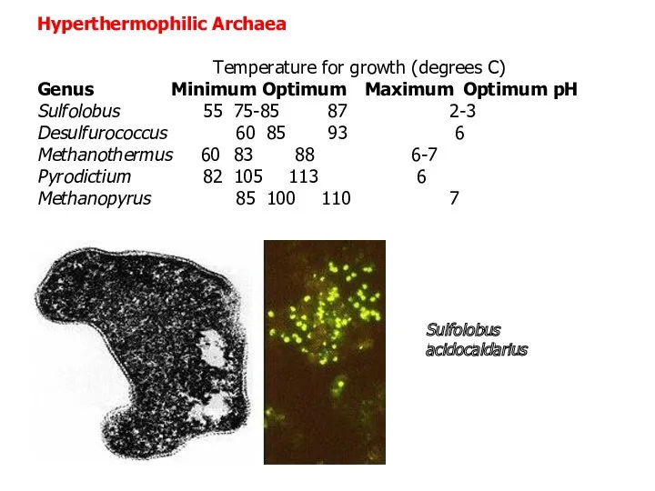 Hyperthermophilic Archaea Temperature for growth (degrees C) Genus Minimum Optimum