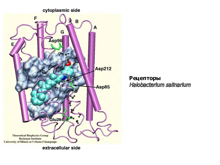 Рецепторы Halobacterium salinarium