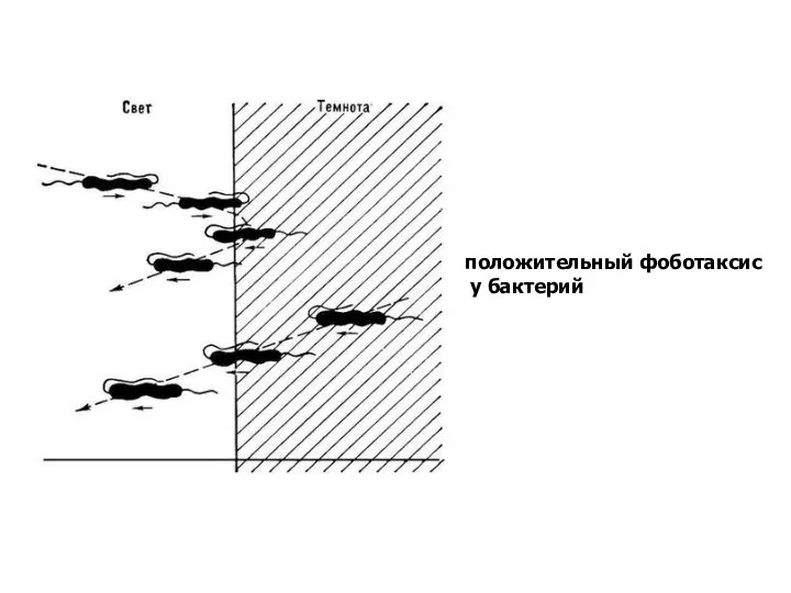 положительный фоботаксис у бактерий
