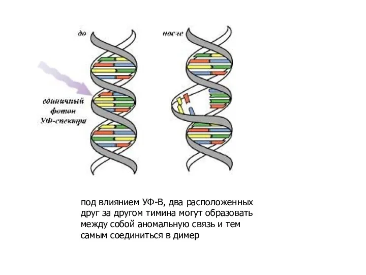 под влиянием УФ-В, два расположенных друг за другом тимина могут