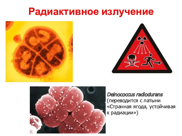 Радиактивное излучение Deinococcus radiodurans (переводится с латыни «Странная ягода, устойчивая к радиации»)