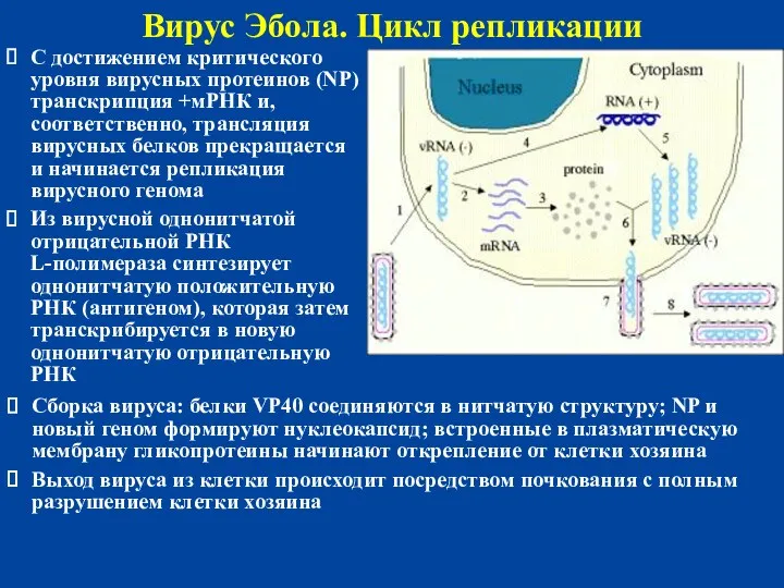 Вирус Эбола. Цикл репликации С достижением критического уровня вирусных протеинов