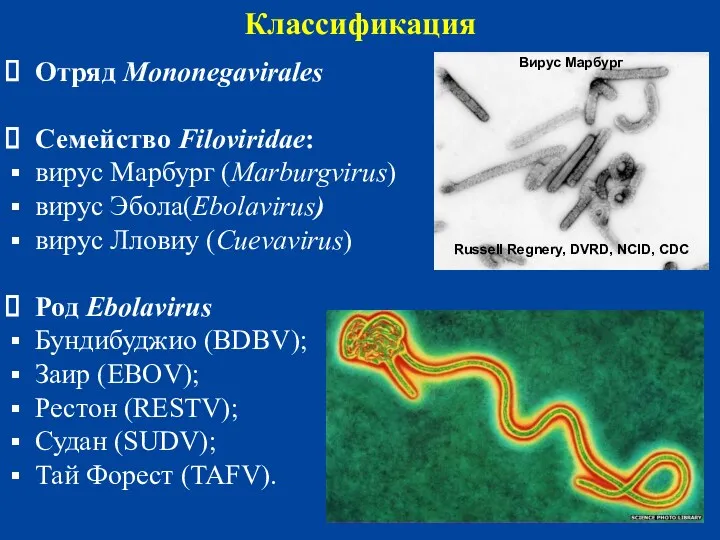 Классификация Отряд Mononegavirales Семейство Filoviridae: вирус Марбург (Marburgvirus) вирус Эбола(Ebolavirus)