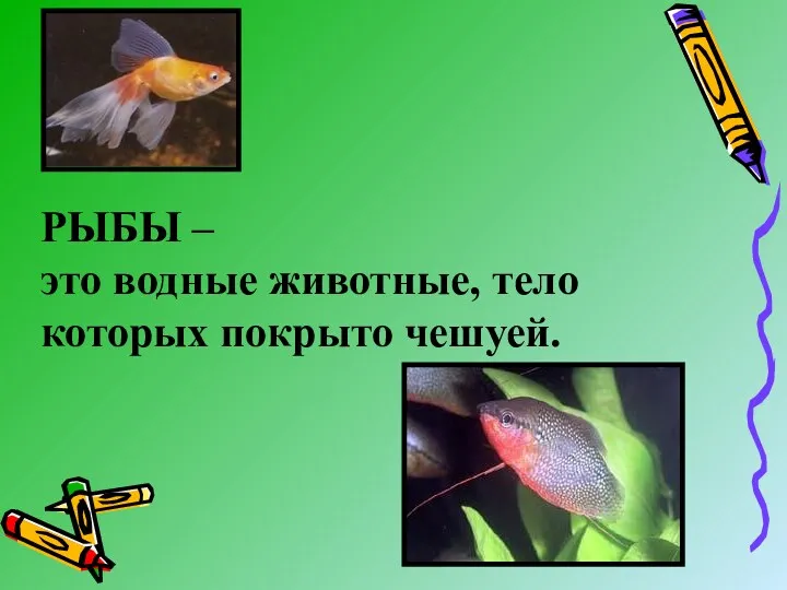 РЫБЫ – это водные животные, тело которых покрыто чешуей.
