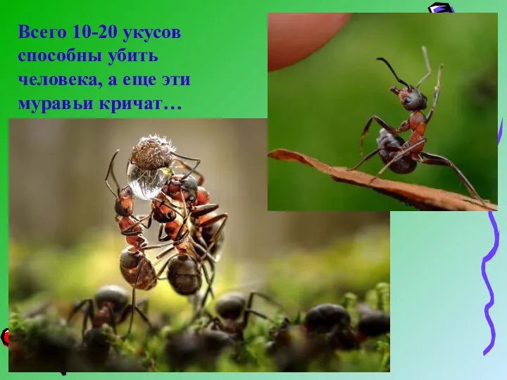 Всего 10-20 укусов способны убить человека, а еще эти муравьи кричат…