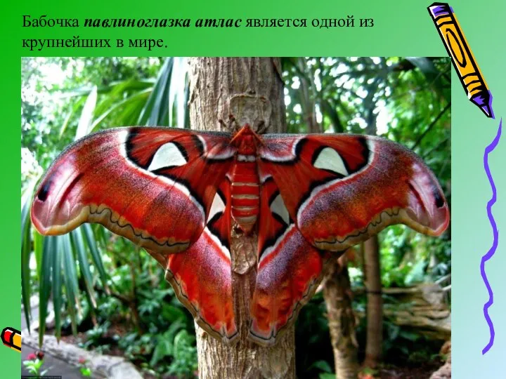 Бабочка павлиноглазка атлас является одной из крупнейших в мире.