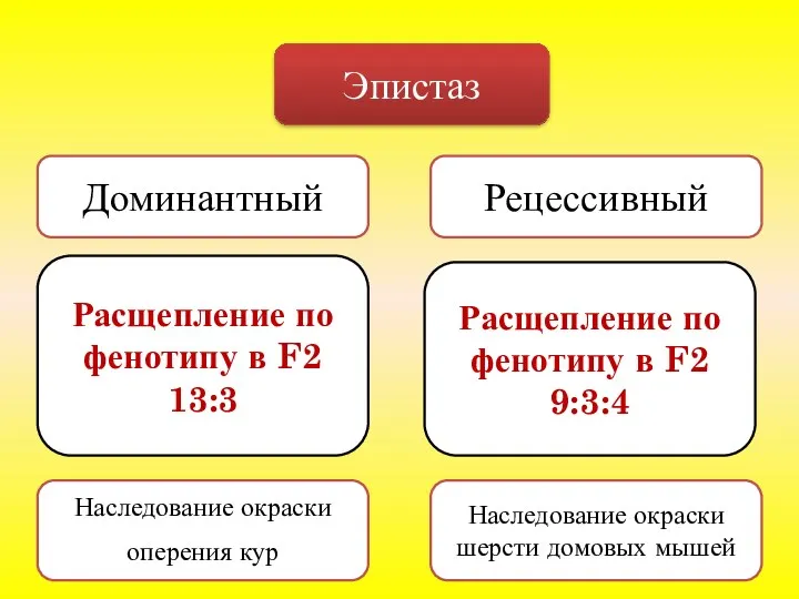 Эпистаз Доминантный Рецессивный Расщепление по фенотипу в F2 13:3 Расщепление