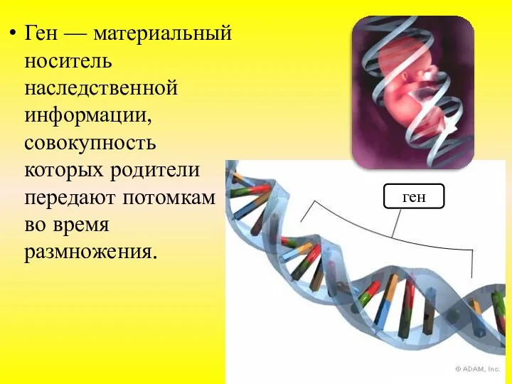 Ген — материальный носитель наследственной информации, совокупность которых родители передают потомкам во время размножения. ген