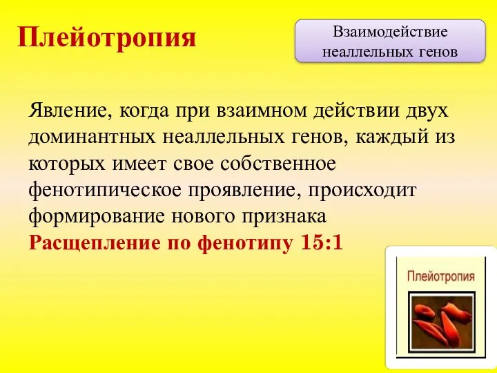 Взаимодействие неаллельных генов Плейотропия Явление, когда при взаимном действии двух