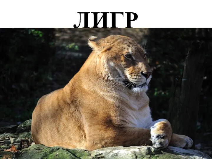 ЛИГР