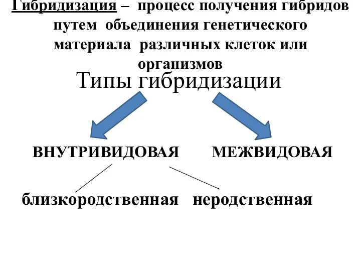 Гибридизация – процесс получения гибридов путем объединения генетического материала различных