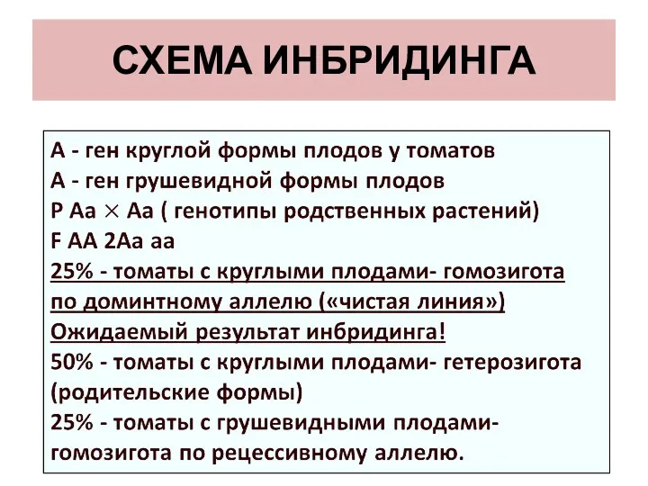 СХЕМА ИНБРИДИНГА