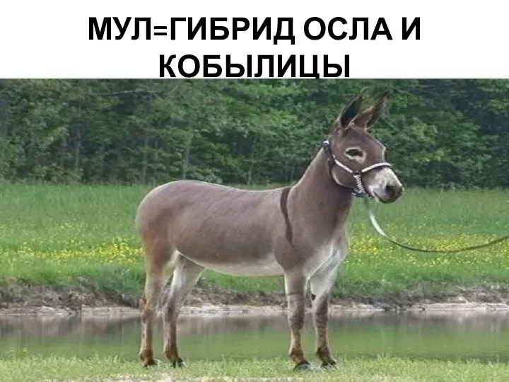 МУЛ=ГИБРИД ОСЛА И КОБЫЛИЦЫ