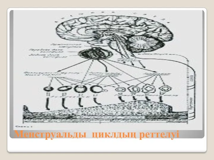 Менструальды циклдың реттелуі