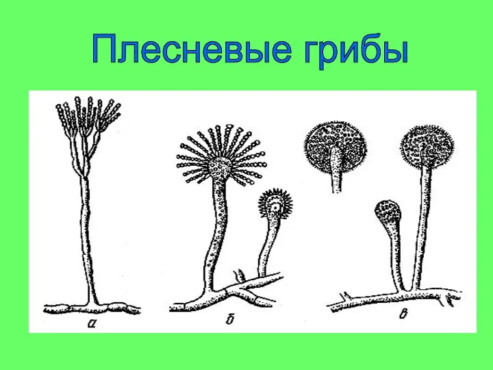 Плесневые грибы