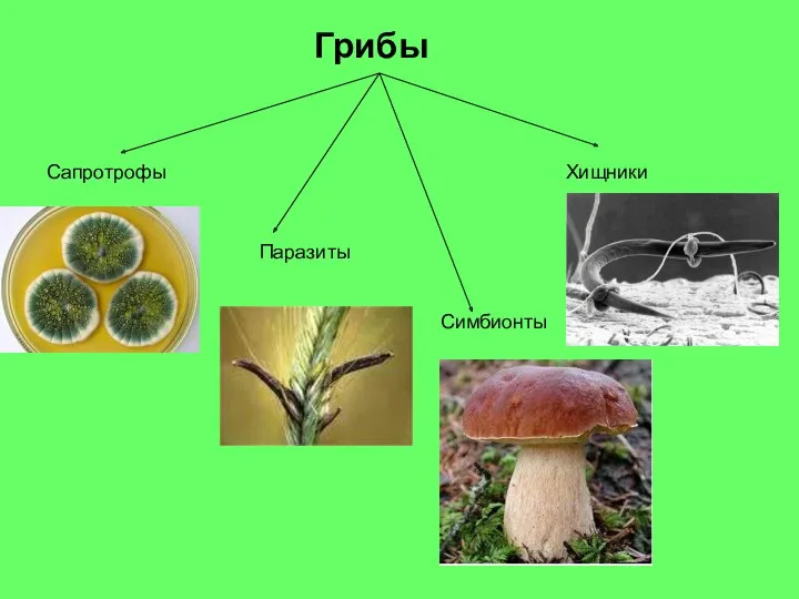 Грибы Сапротрофы Симбионты Хищники Паразиты