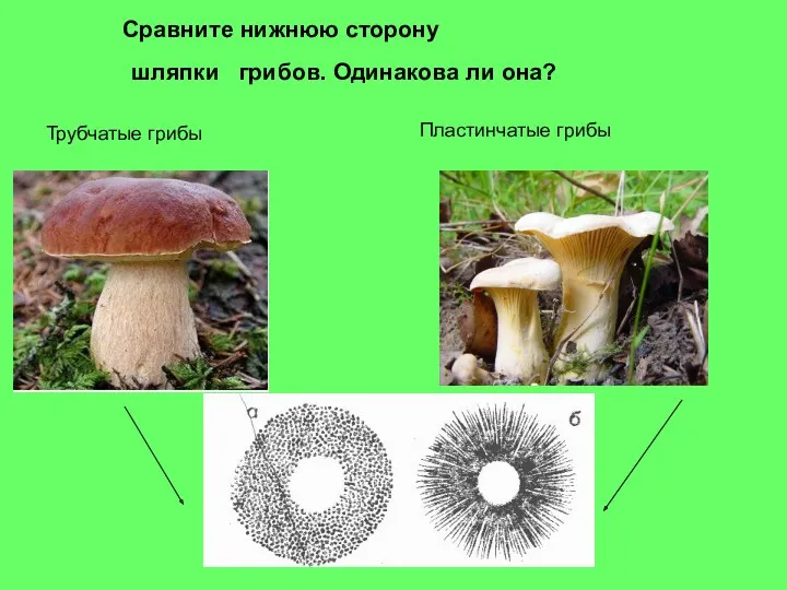 Сравните нижнюю сторону шляпки грибов. Одинакова ли она? Трубчатые грибы Пластинчатые грибы