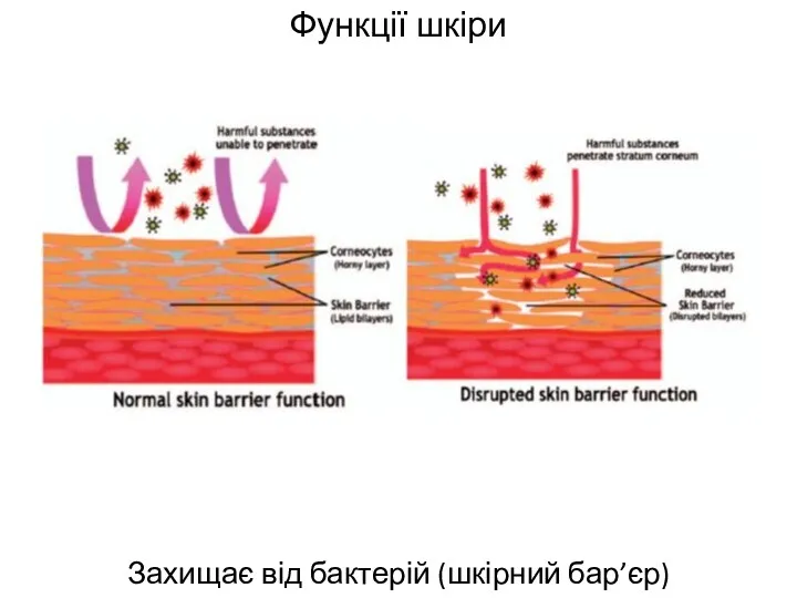 Функції шкіри Захищає від бактерій (шкірний бар’єр)
