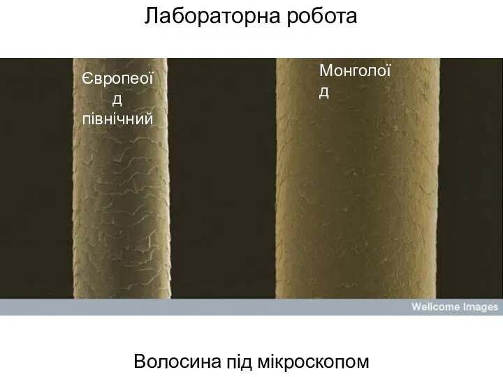 Лабораторна робота Волосина під мікроскопом Європеоїд північний Монголоїд