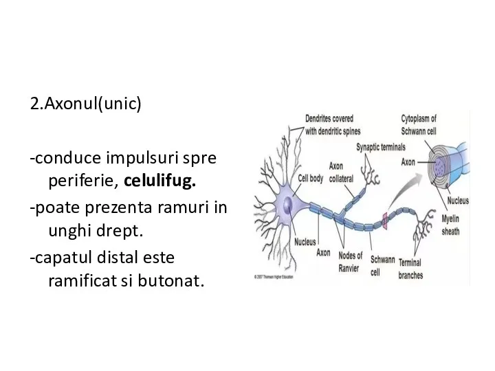2.Axonul(unic) -conduce impulsuri spre periferie, celulifug. -poate prezenta ramuri in