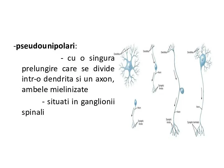 -pseudounipolari: - cu o singura prelungire care se divide intr-o