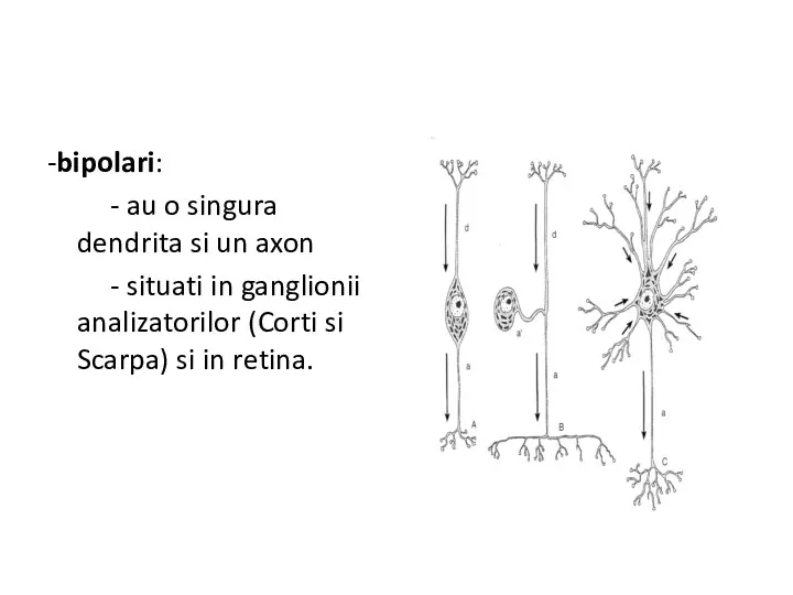 -bipolari: - au o singura dendrita si un axon -