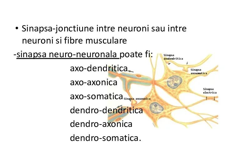 Sinapsa-jonctiune intre neuroni sau intre neuroni si fibre musculare -sinapsa