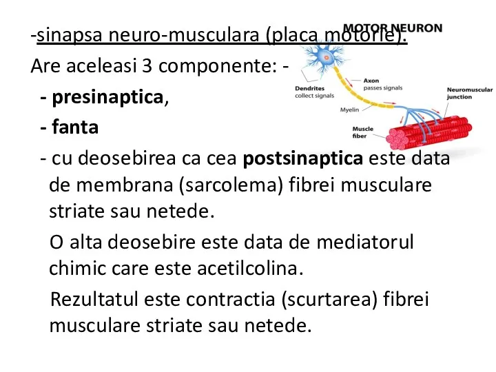 -sinapsa neuro-musculara (placa motorie). Are aceleasi 3 componente: - -