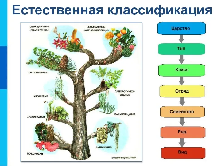 Естественная классификация