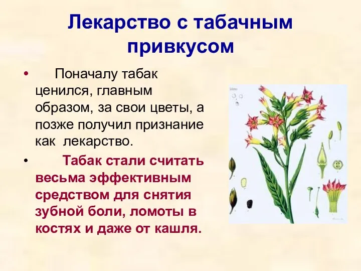 Лекарство с табачным привкусом Поначалу табак ценился, главным образом, за