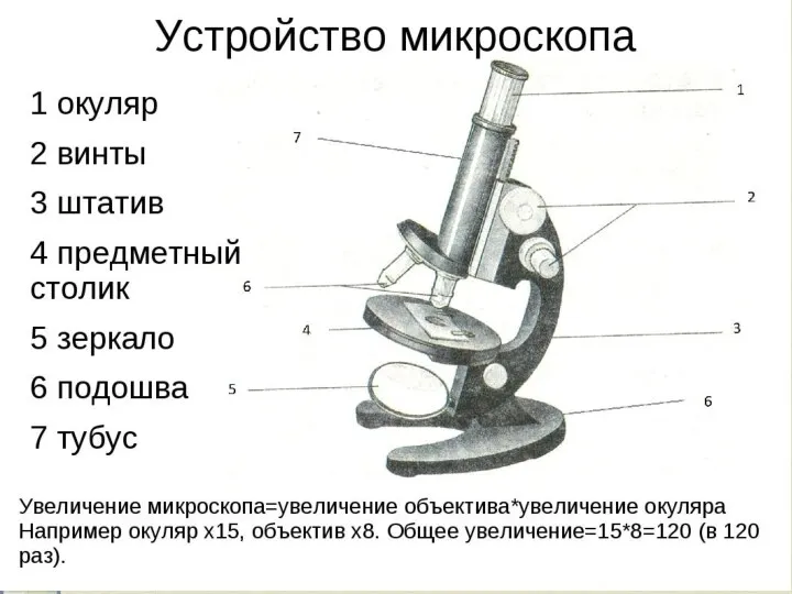 ЗАДАНИЕ 4 . 3 БАЛЛА 4.1. Рассмотрите изображение микроскопа. Что