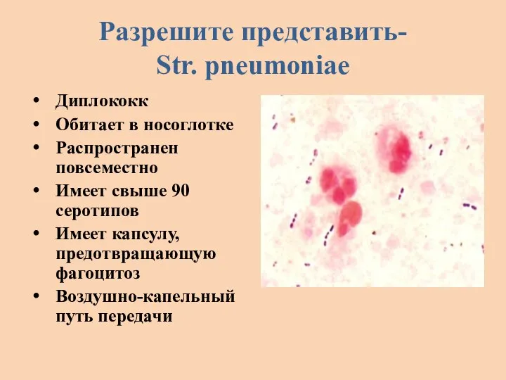 Разрешите представить- Str. pneumoniae Диплококк Обитает в носоглотке Распространен повсеместно Имеет свыше 90