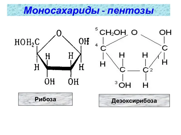 Моносахариды - пентозы Рибоза Дезоксирибоза