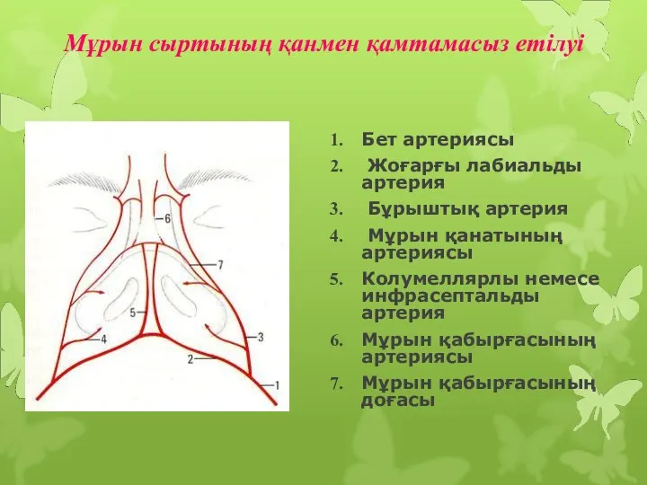 Мұрын сыртының қанмен қамтамасыз етілуі Бет артериясы Жоғарғы лабиальды артерия