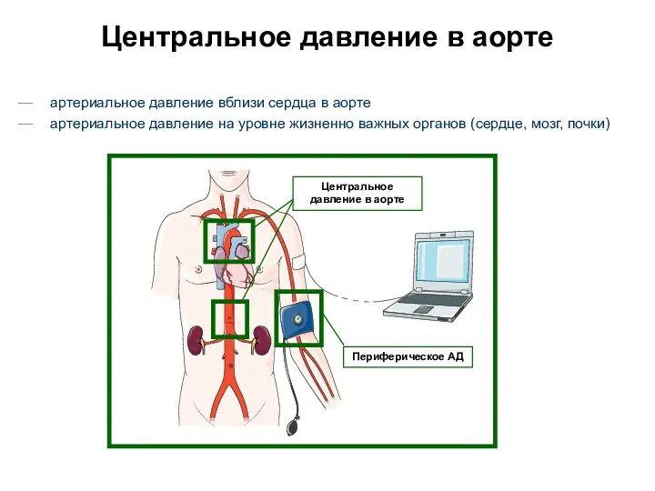 Центральное давление в аорте артериальное давление вблизи сердца в аорте