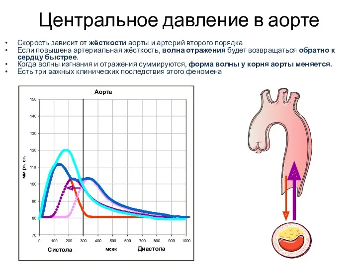 Центральное давление в аорте Скорость зависит от жёсткости аорты и