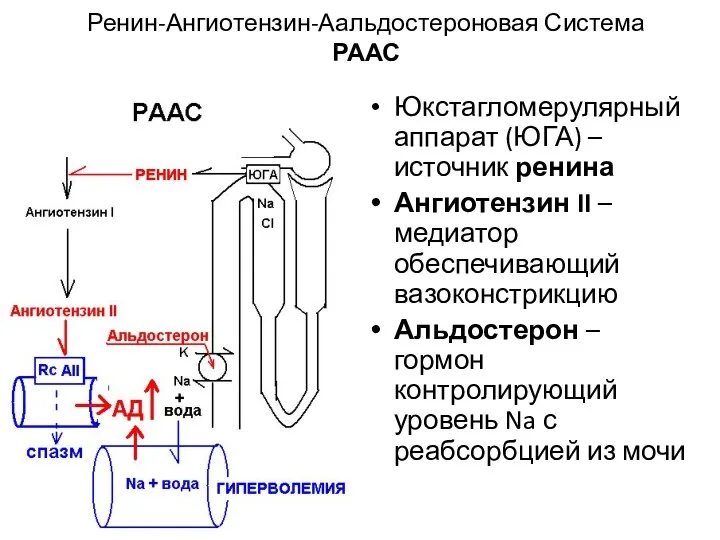 Ренин-Ангиотензин-Аальдостероновая Система РААС Юкстагломерулярныйаппарат (ЮГА) – источник ренина Ангиотензин II