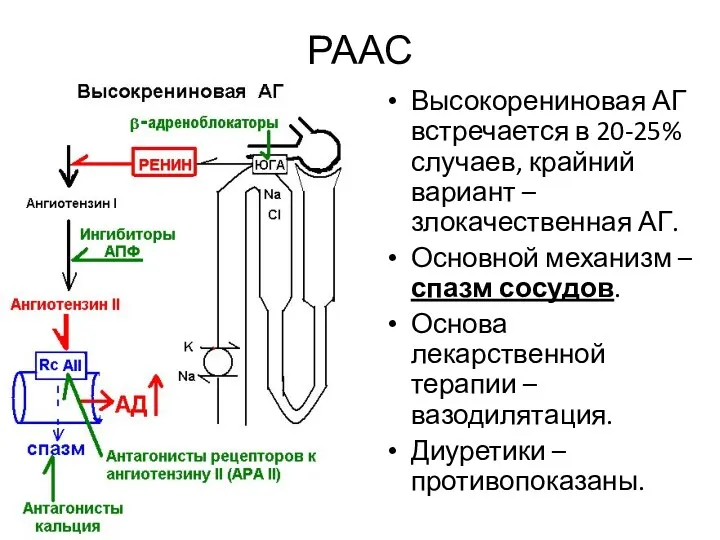 РААС Высокорениновая АГ встречается в 20-25% случаев, крайний вариант –