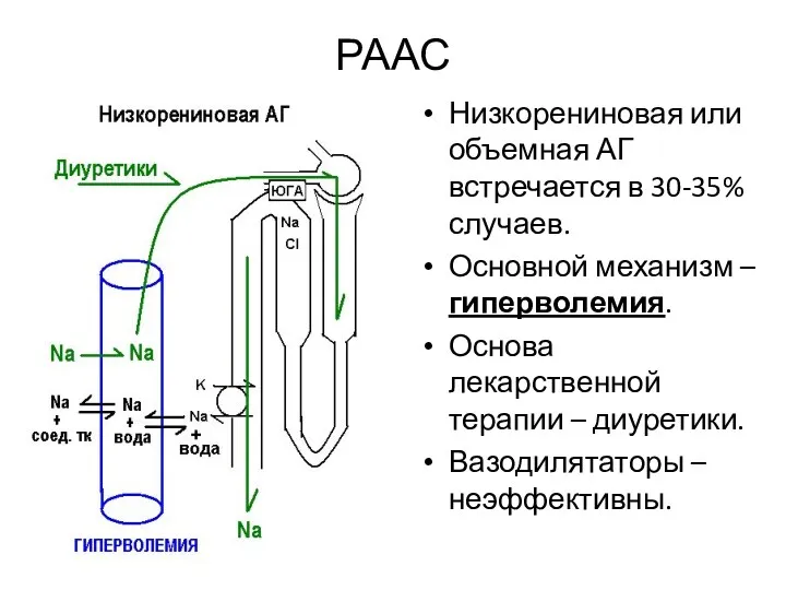 РААС Низкорениновая или объемная АГ встречается в 30-35% случаев. Основной