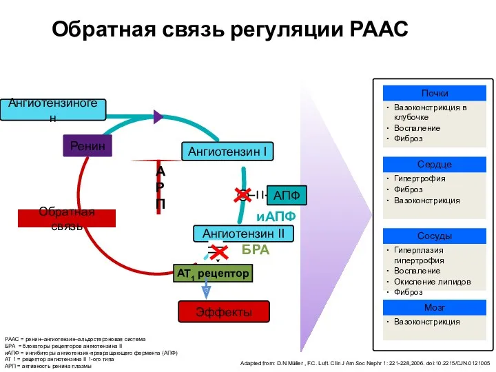 Обратная связь регуляции РААС Обратная связь AT1 рецептор Ренин Ангиотензин