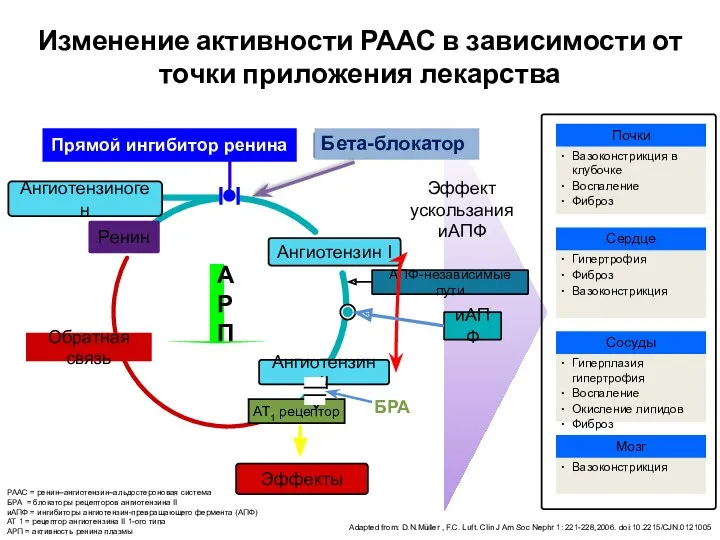 Изменение активности РААС в зависимости от точки приложения лекарства Обратная