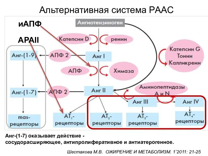 Шестакова М.В. ОЖИРЕНИЕ И МЕТАБОЛИЗМ. 1’2011: 21-25 Альтернативная система РААС