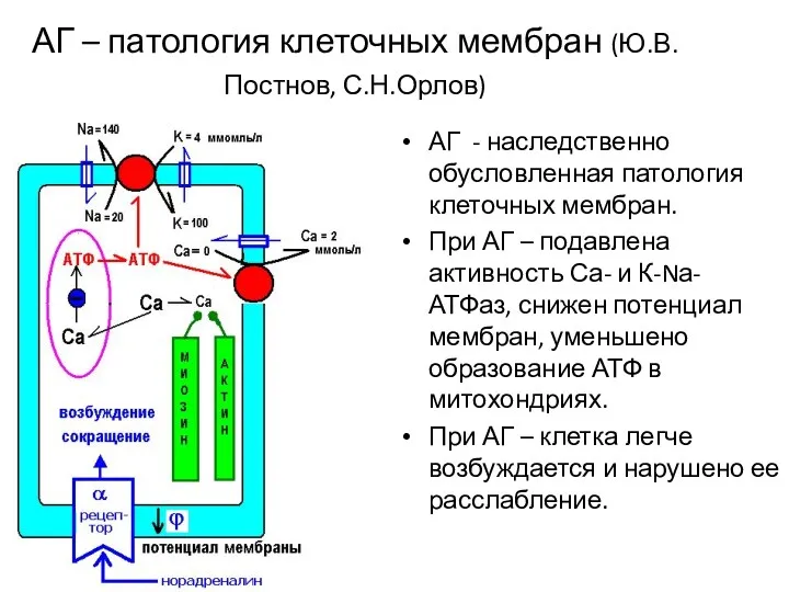 АГ – патология клеточных мембран (Ю.В.Постнов, С.Н.Орлов) АГ - наследственно