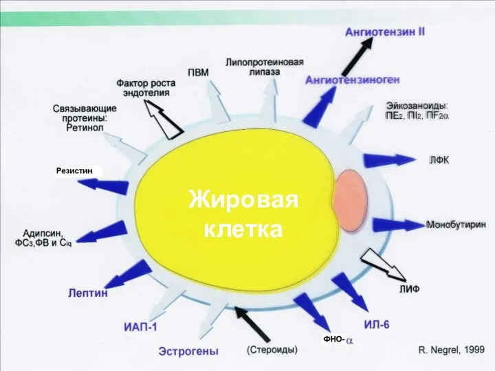 Жировая клетка