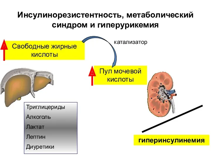 Инсулинорезистентность, метаболический синдром и гиперурикемия Свободные жирные кислоты Пул мочевой