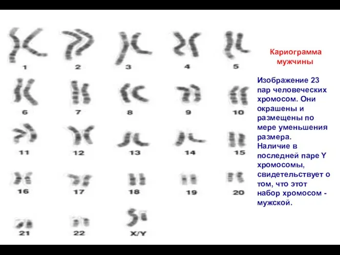 Кариограмма мужчины Изображение 23 пар человеческих хромосом. Они окрашены и