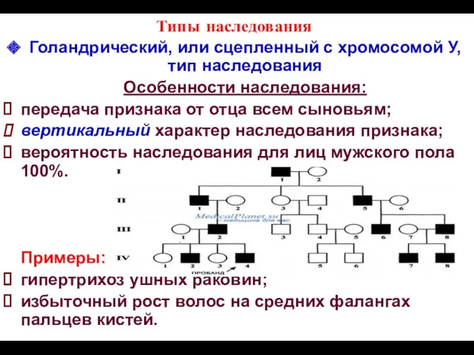 Типы наследования Голандрический, или сцепленный с хромосомой У, тип наследования